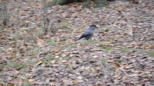 кедровка, птица в перми смотреть онлайн