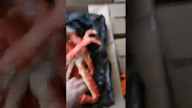 Камчатский краб свежий улов. смотреть онлайн