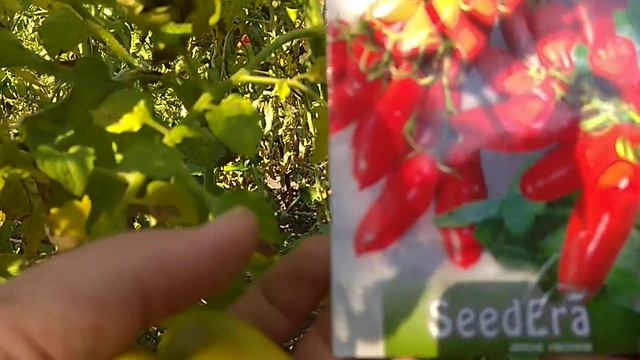 Томат черевички смотреть онлайн