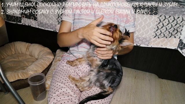 Чистка зубов собаке: как приучить щенка к чистке зубов. Как научить команде "Покажи зубы" ("Зубы") смотреть онлайн