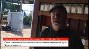 Черная львинка (муха Черный солдат) помогает американцам. Ферма с интересной теплицей