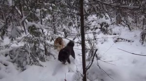 Первый снег.  Первый  соболь.Охота с лайками в Сибири.