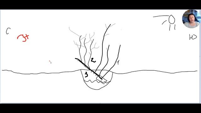 Как правильно обрезать смородину черную, белую, красную и крыжовник. смотреть онлайн