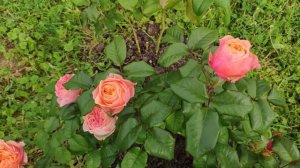 Розы в Подмосковье. VUVUZELA / ВУВУЗЕЛА.