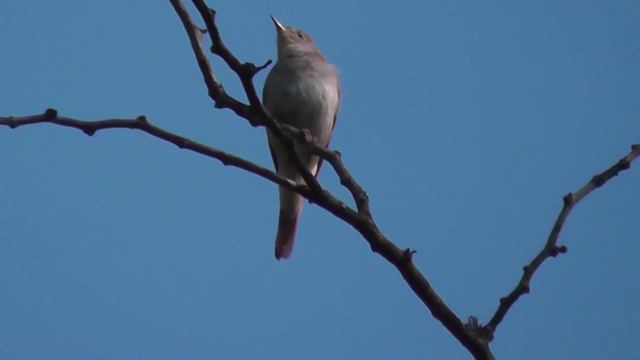 Кубанский соловей. смотреть онлайн