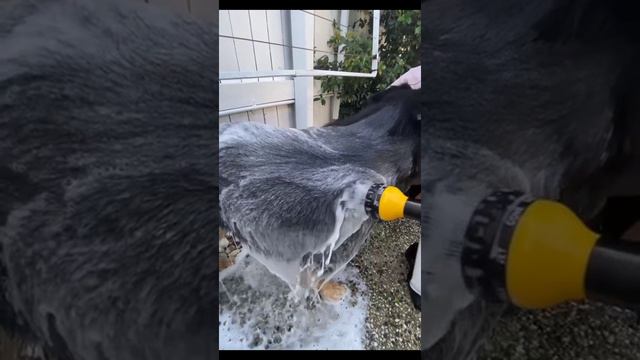 Душ для собак смотреть онлайн