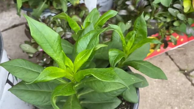 Sun Perennials for the summer - what is in my plant stash? 🌿 смотреть онлайн