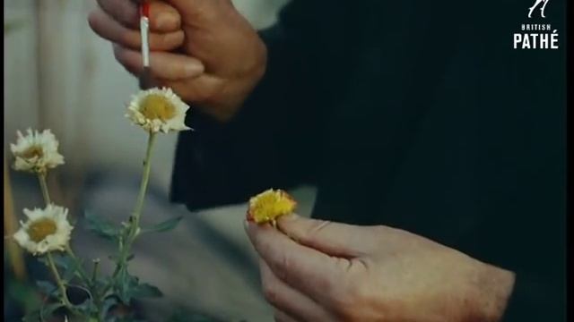 Chrysanthemum Grower (1958) смотреть онлайн