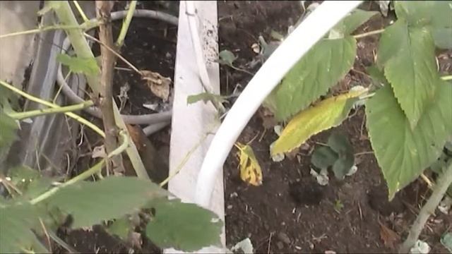малина.готовим кусты к зиме. смотреть онлайн