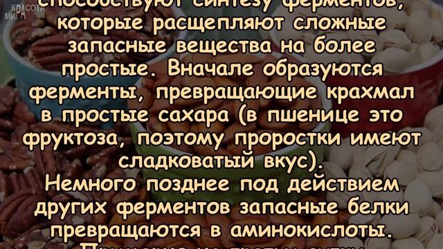 Зачем ОРЕХИ нужно ЗАМАЧИВАТЬ перед потреблением?