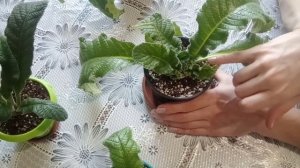 Стрептокарпусы на фитильном поливе.