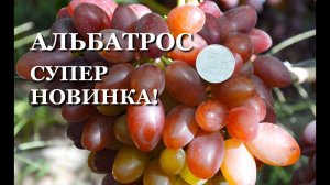 НОВЕЙШАЯ Г. Ф. ВИНОГРАДА АЛЬБАТРОС