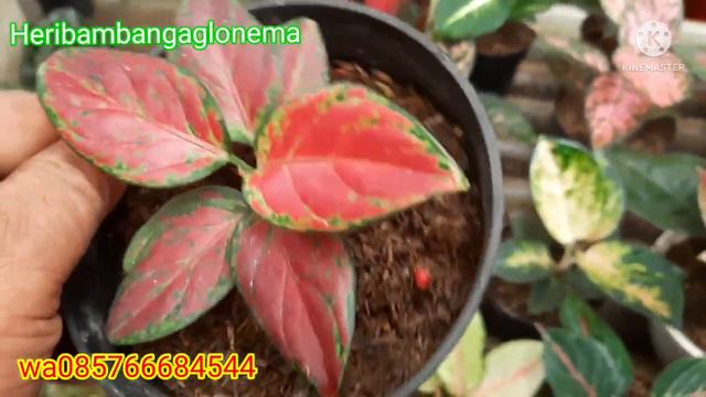 Obral Paket Murah 5 Aglonema 50rb GRATIS ONGKIR sb100rb stardus 40rb Red majesti 40rb смотреть онлайн
