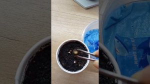 Мой опыт выращивания канны из семян. Часть 2.Посадка в грунт.