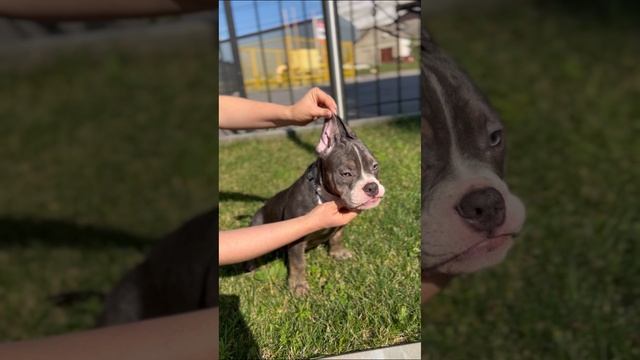 🌟Питомник KASTA BULLYS🩶🔝🌟 Американские булли