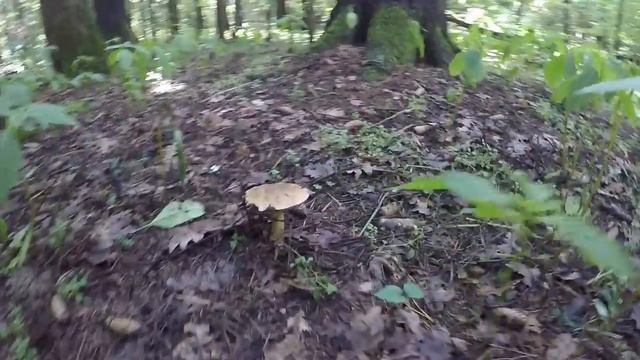 А ЕСТЬ ЛИ В ЭТОМ ГОДУ ГРИБЫ? ПОЙДЁМ ПОИЩЕМ THE SEARCH FOR MUSHROOMS IN THE MOSCOW REGION смотреть онлайн
