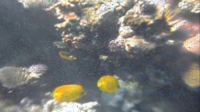 Коралловый риф...