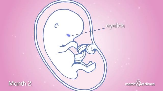 How Your Baby Grows Month 2 смотреть онлайн