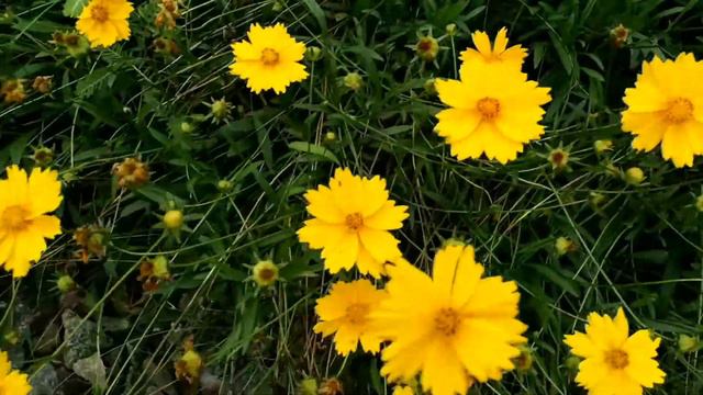 Coreopsis garden | Tickseed garden смотреть онлайн
