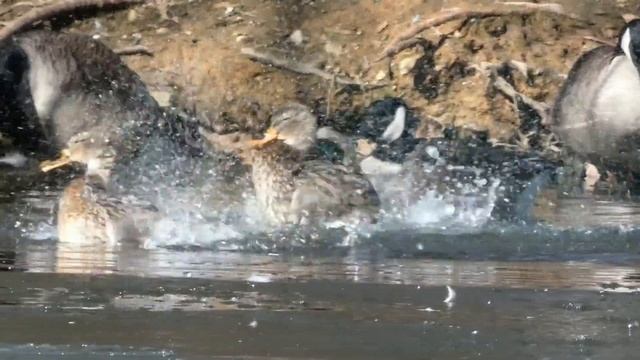 Mallard duck quack / call sounds, flying, bathing смотреть онлайн