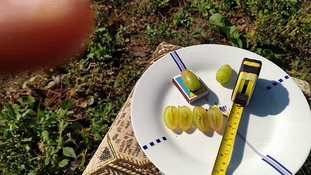 . виноград юбилей новочеркаский. смотреть онлайн