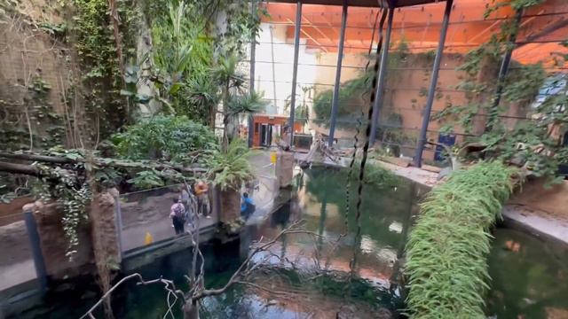 ZOO🇵🇱Wrocław🦏#4 Африкариум🐅Ламантины🐊Крокодилы. смотреть онлайн