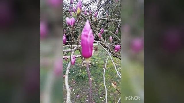 Розовое облако магнолии суланжа. Парк "Южные культуры" г. Сочи смотреть онлайн