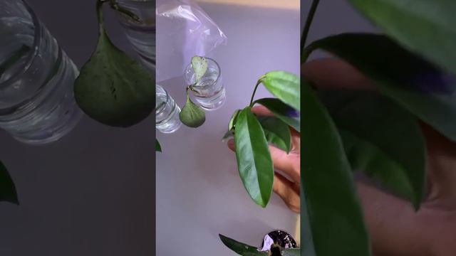 Забыла про три черенка хойи! 😀 смотреть онлайн