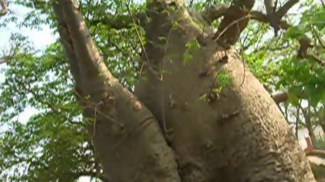Baobab trees of Savanur смотреть онлайн
