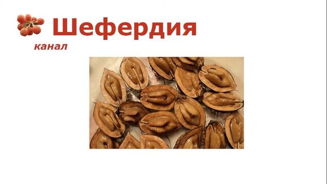 Орех выдерживающий -52°C смотреть онлайн