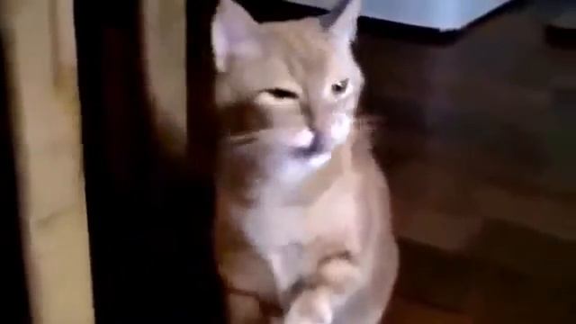 Кошки видео. Топовая подборка 2017. 3 смотреть онлайн
