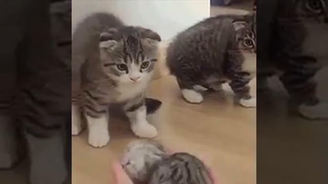 Реакция кошек на котенка смотреть онлайн