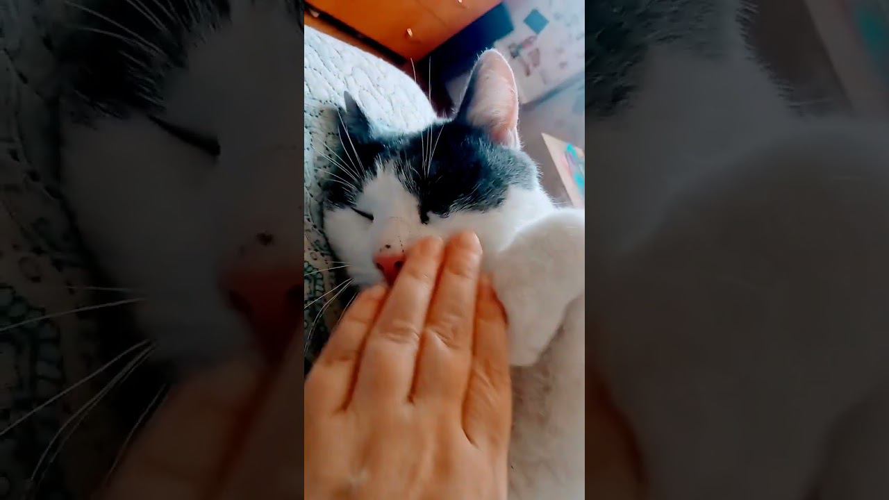 Милашка Мурзяшка. #добро #любовь #кот #мурзик #осень #питомец #спасение смотреть онлайн