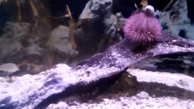 #8 Бесплатный музей в Тампа Бэй. в городе Oldsmar. Natural Museum. США Флорида смотреть онлайн