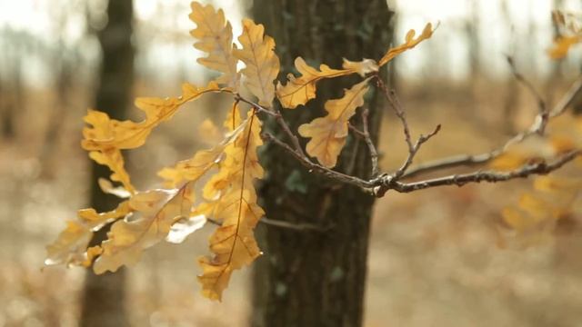 Дубовый лист смотреть онлайн