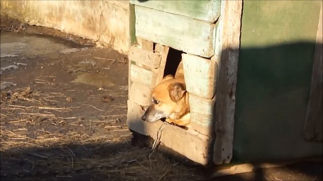 Незваный гость. Кот пришёл в гости. смотреть онлайн