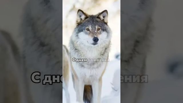 Поздравляю ОЛЕГ с днем рождения! ?Скачано через смотреть онлайн