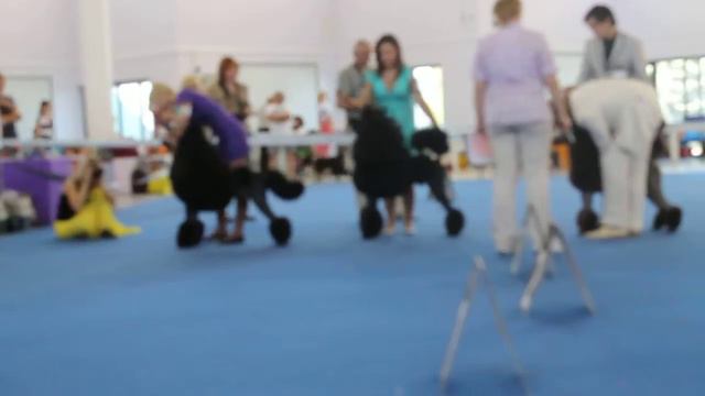 кл. юниоров - Атами Бижу Нуар, кобели чемпионы