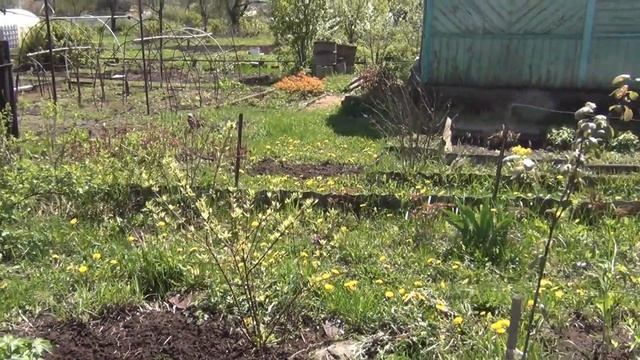 Высаживаем многолетние цветы смотреть онлайн
