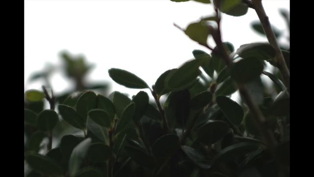 Nikon D70 Test Photos смотреть онлайн