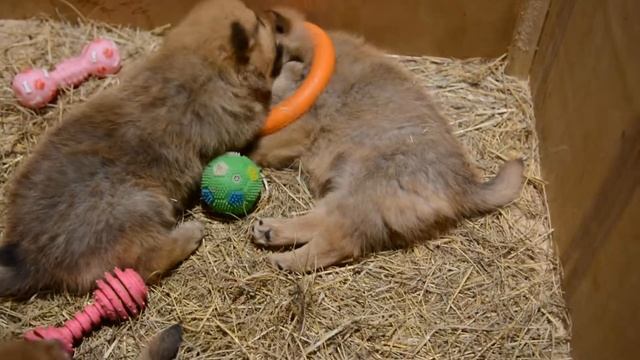 Щенки карело-финская лайка смотреть онлайн