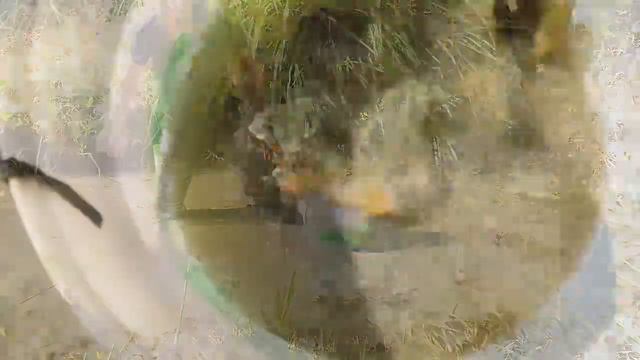 江西荷花鱼这样做才好吃油煎慢火烤72小时烤至金黄看着都好吃 смотреть онлайн