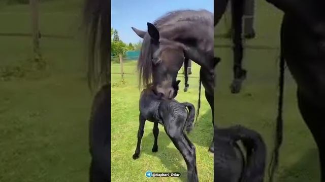 Красивая лошад! смотреть онлайн