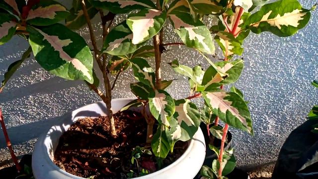 Graptophyllum pictum/caricature plant/Jamaican croton смотреть онлайн