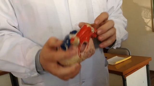 Строение сердца оболочек сердца фиброзный скелет сердца проводящая система