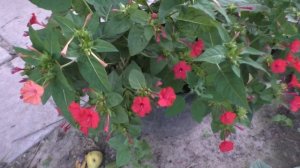 МИРАБИЛИС - МОЙ НОВЫЙ ЛЮБИМЧИК. Мои цветы. Мой опыт.