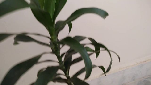 #green garden gujarat#indoor 25/3/21 song of India indoor plants care смотреть онлайн