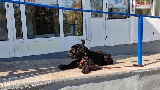 Ремонт на Нахимова#черный терьер 11.10.21г смотреть онлайн