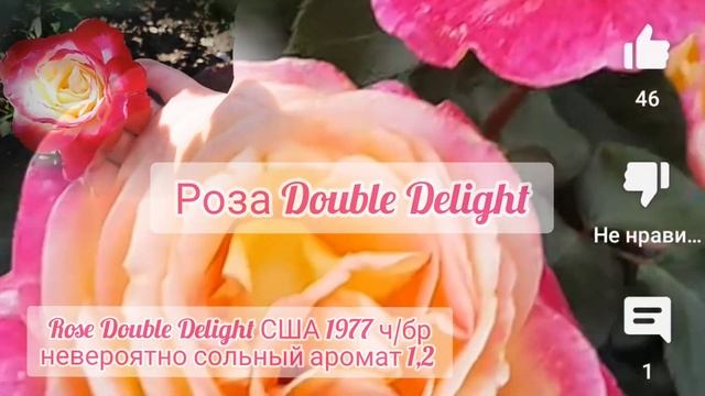 Rose Double Delight США 1977 чайно-гибридная Ароматная Роза Крупноцветковая????? ?в Коллекцию 6 зон смотреть онлайн