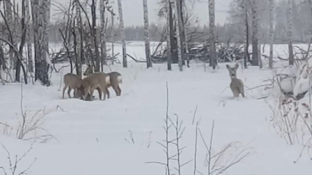 Косуля голодает смотреть онлайн